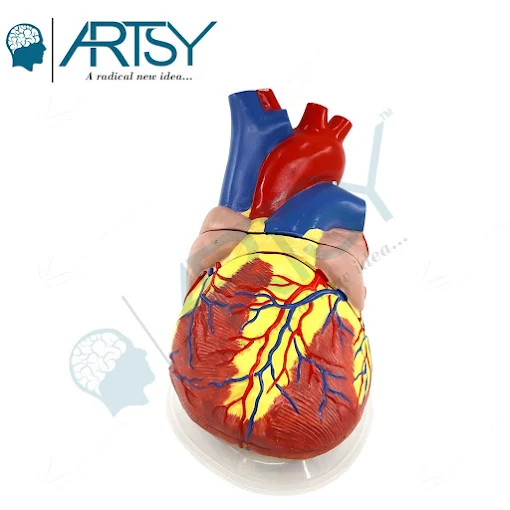 Mastering Medical Training with Realistic Manikins